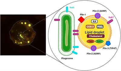 Frontiers | Lipid Droplets As Multifunctional Organelles Related To The ...